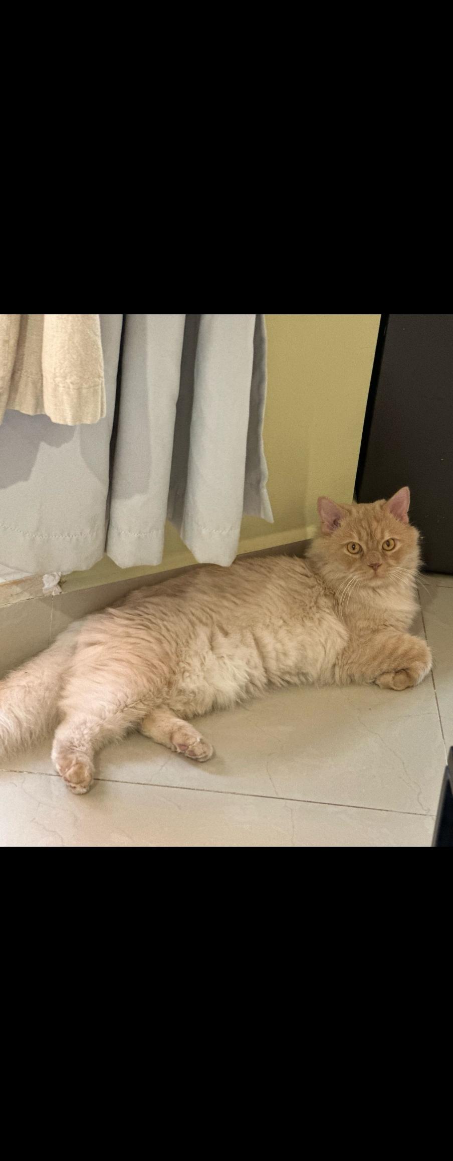 Enlarge Whisky, a Adoptable Persian in Snow Hill, MD image 2/6