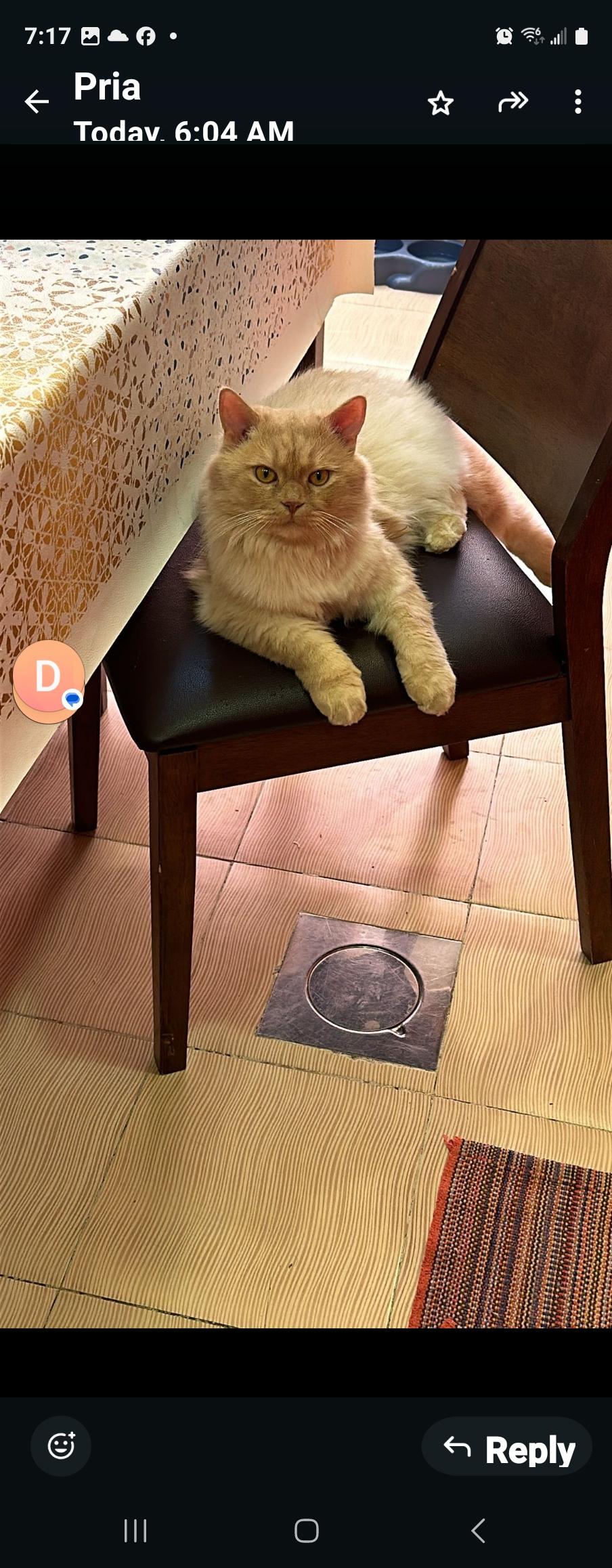 Enlarge Whisky, a Adoptable Persian in Snow Hill, MD image 4/6