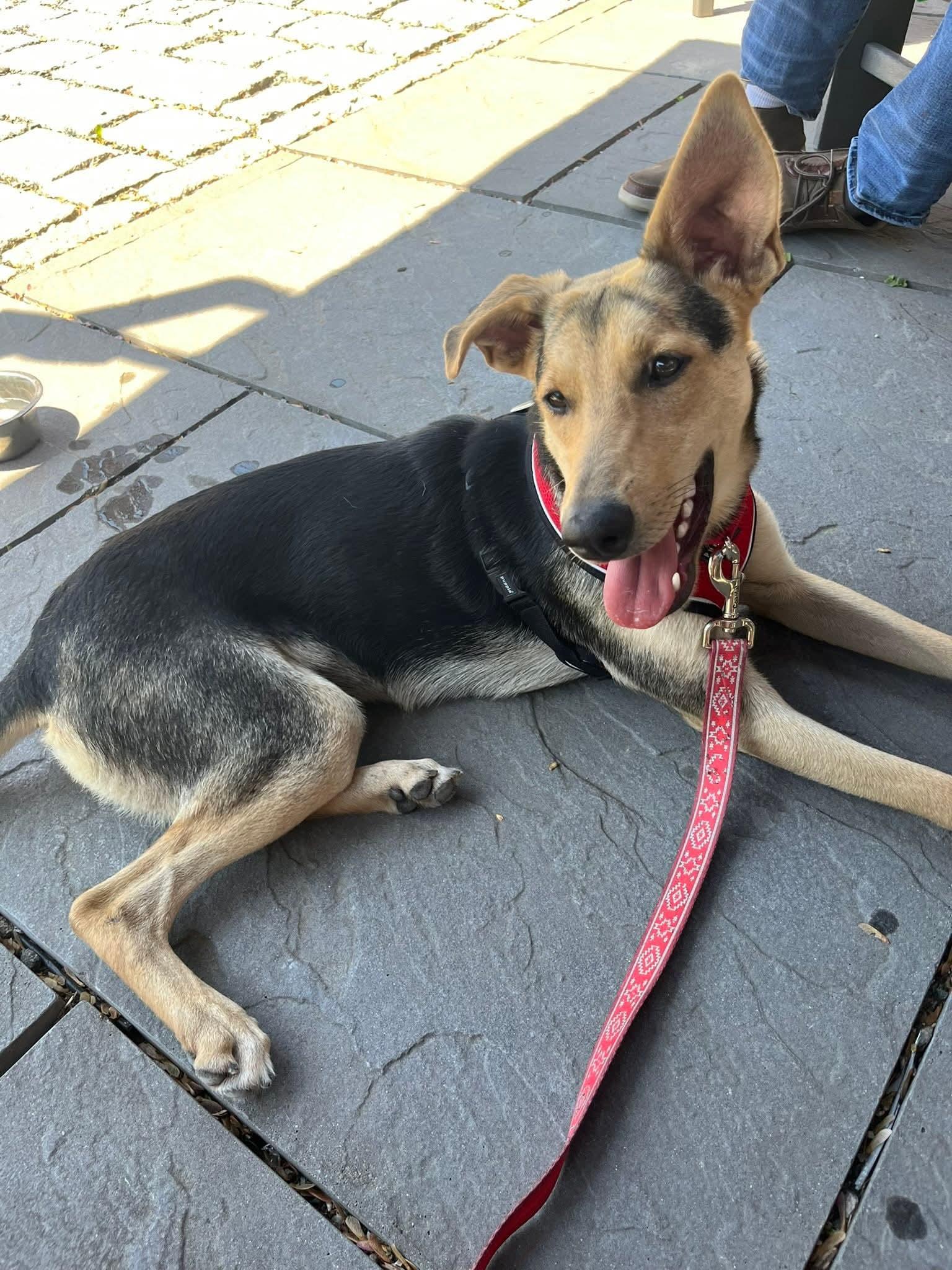 Enlarge Isla (ee-sla), a ADOPTABLE mixed breed in Warwick, RI image 3/3