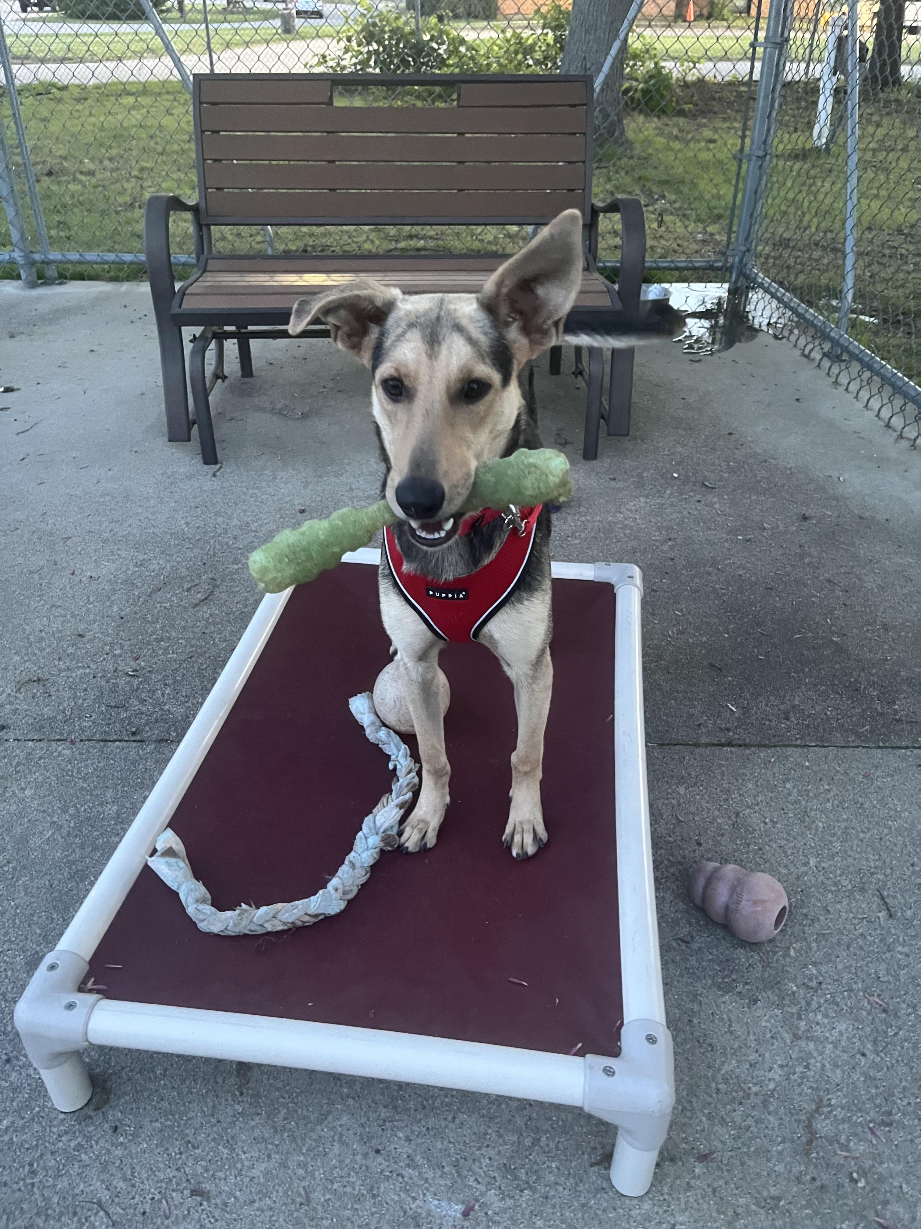 Enlarge Isla (ee-sla), a ADOPTABLE mixed breed in Warwick, RI image 2/3