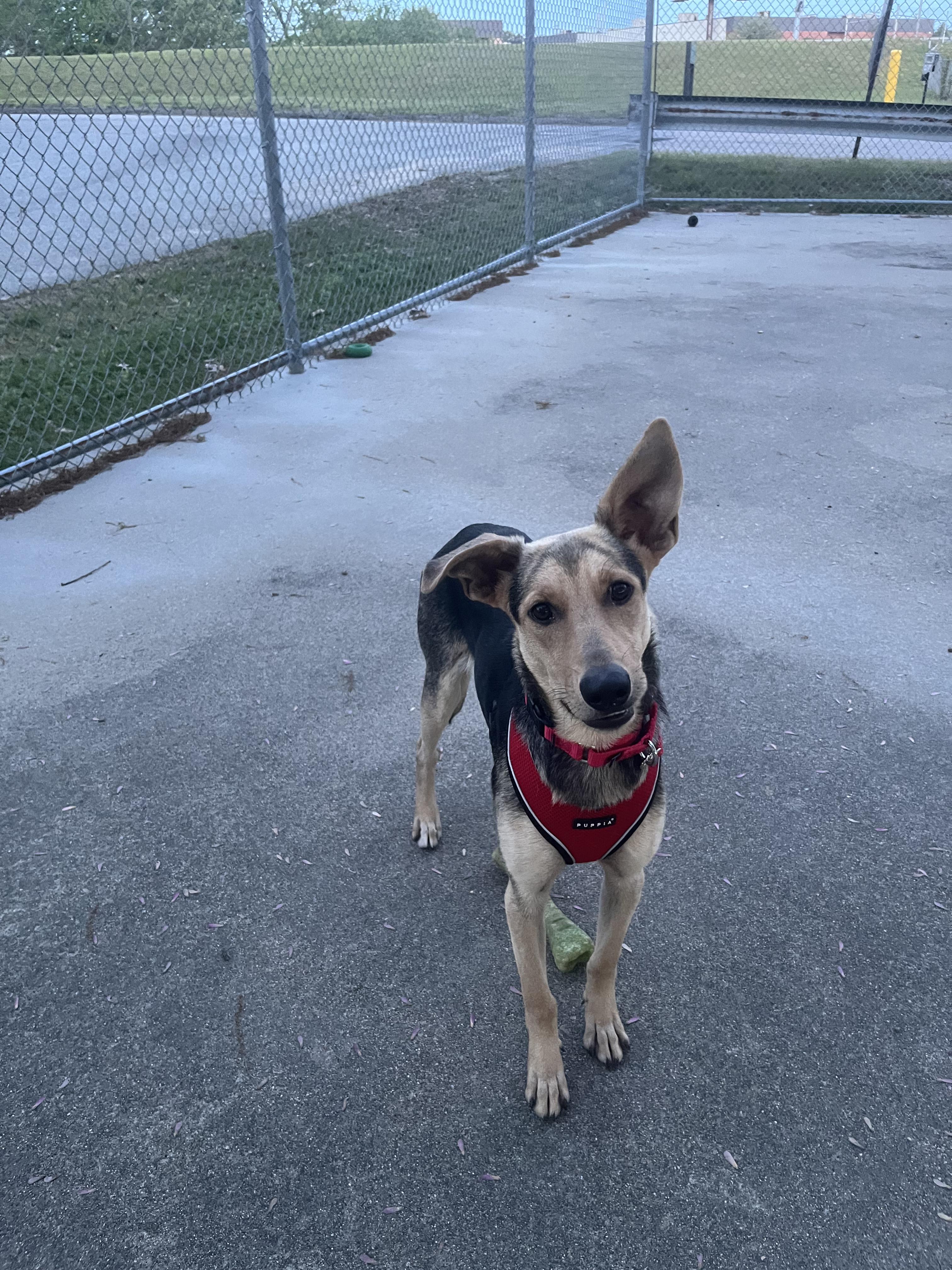 Enlarge Isla (ee-sla), a ADOPTABLE mixed breed in Warwick, RI image 1/3