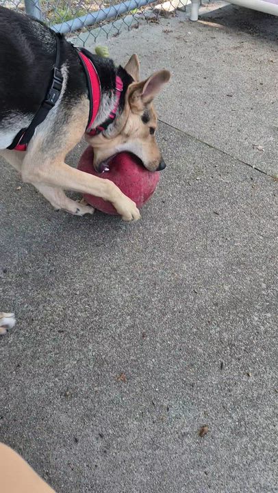 Enlarge Isla (ee-sla), a ADOPTABLE mixed breed in Warwick, RI video 4/4