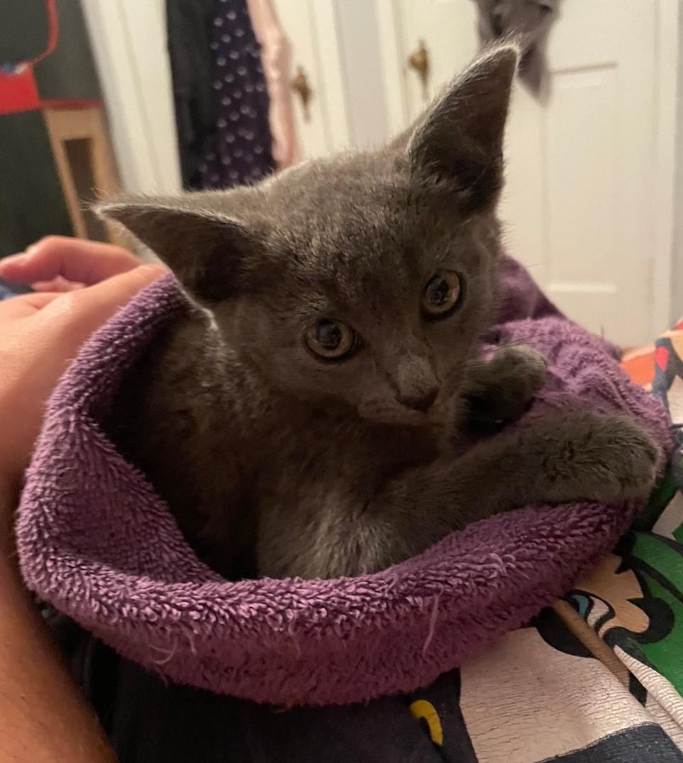 Curie, Baby Female Domestic Short Hair