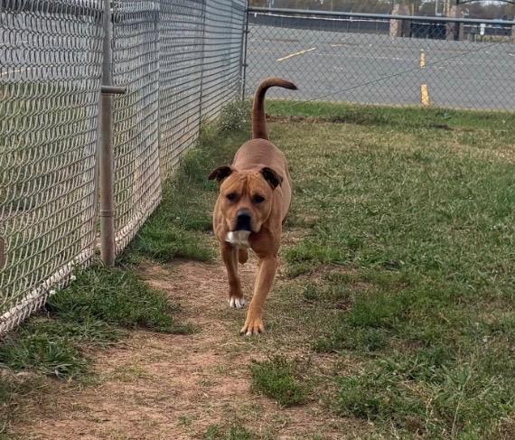 Enlarge BB, a Adoptable Mixed Breed in Bossier City, LA image 1/3