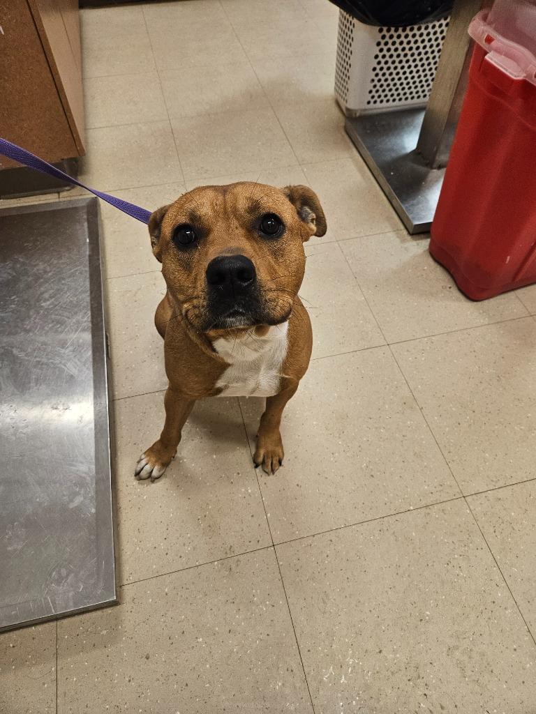 Enlarge BB, a Adoptable Mixed Breed in Bossier City, LA image 2/3