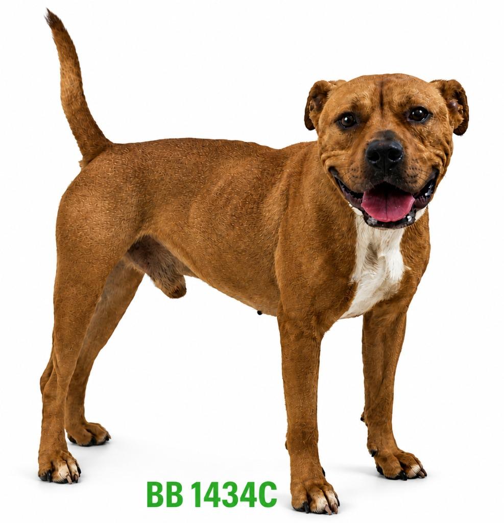 BB, a Adoptable Mixed Breed in Bossier City, LA image 3/4