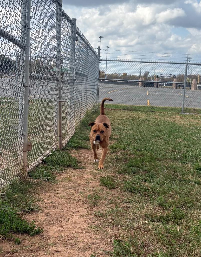 Enlarge BB, a Adoptable Mixed Breed in Bossier City, LA image 3/3