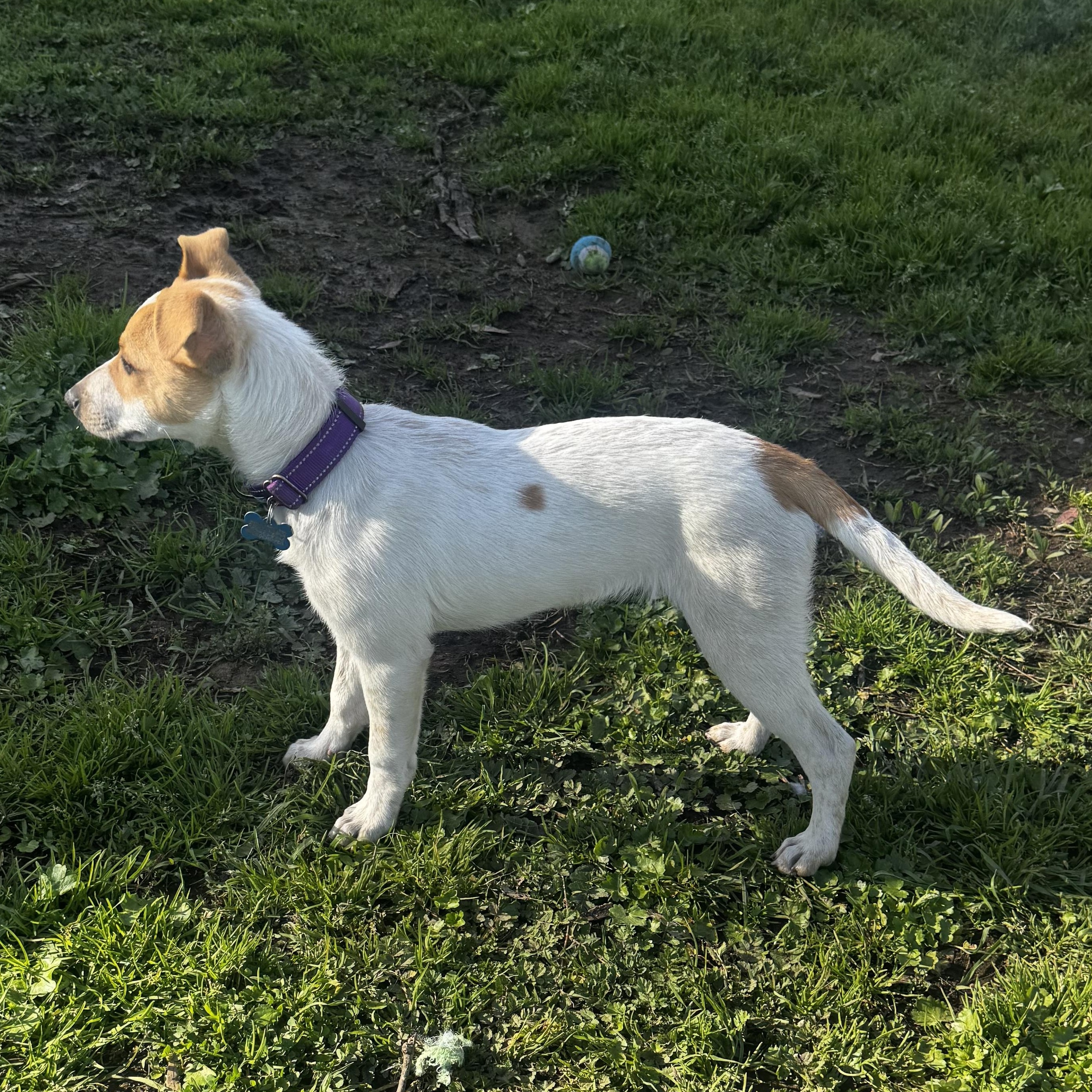 Enlarge Riley, a ADOPTABLE mixed breed in Lincoln, CA image 3/5