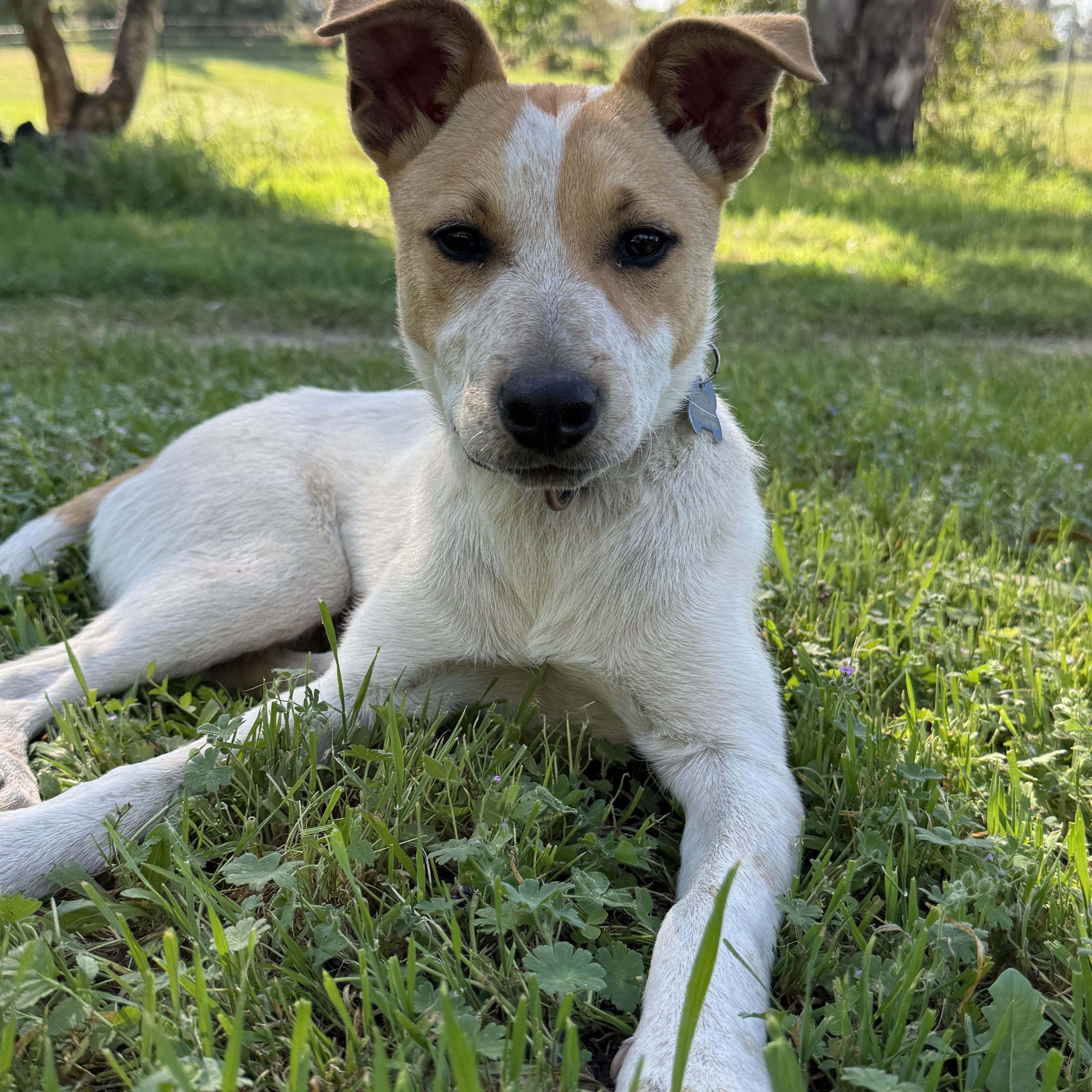 Enlarge Riley, a ADOPTABLE mixed breed in Lincoln, CA image 2/6