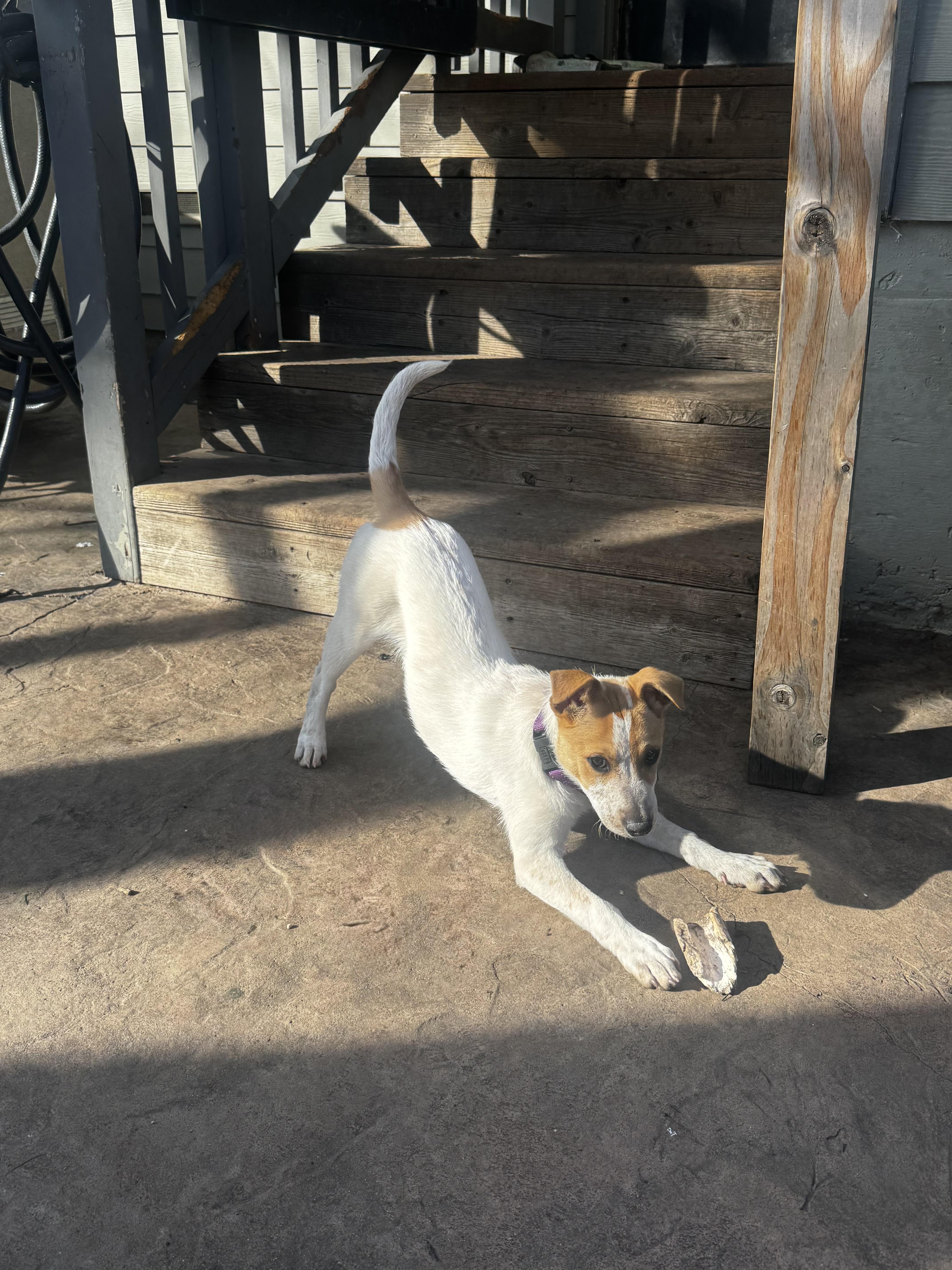 Enlarge Riley, a ADOPTABLE mixed breed in Lincoln, CA image 4/5