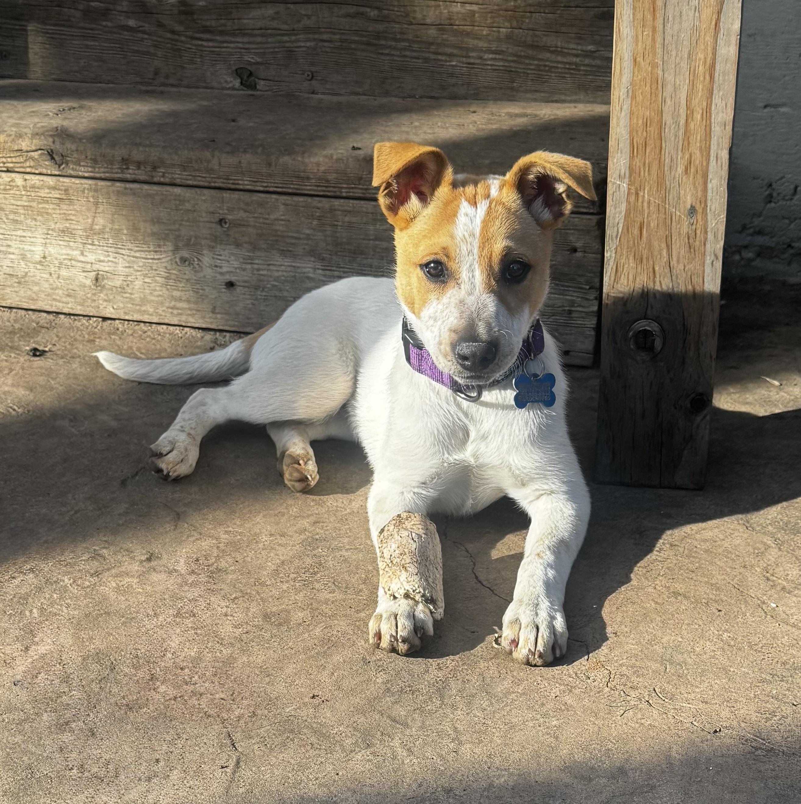 Enlarge Riley, a ADOPTABLE mixed breed in Lincoln, CA image 2/5