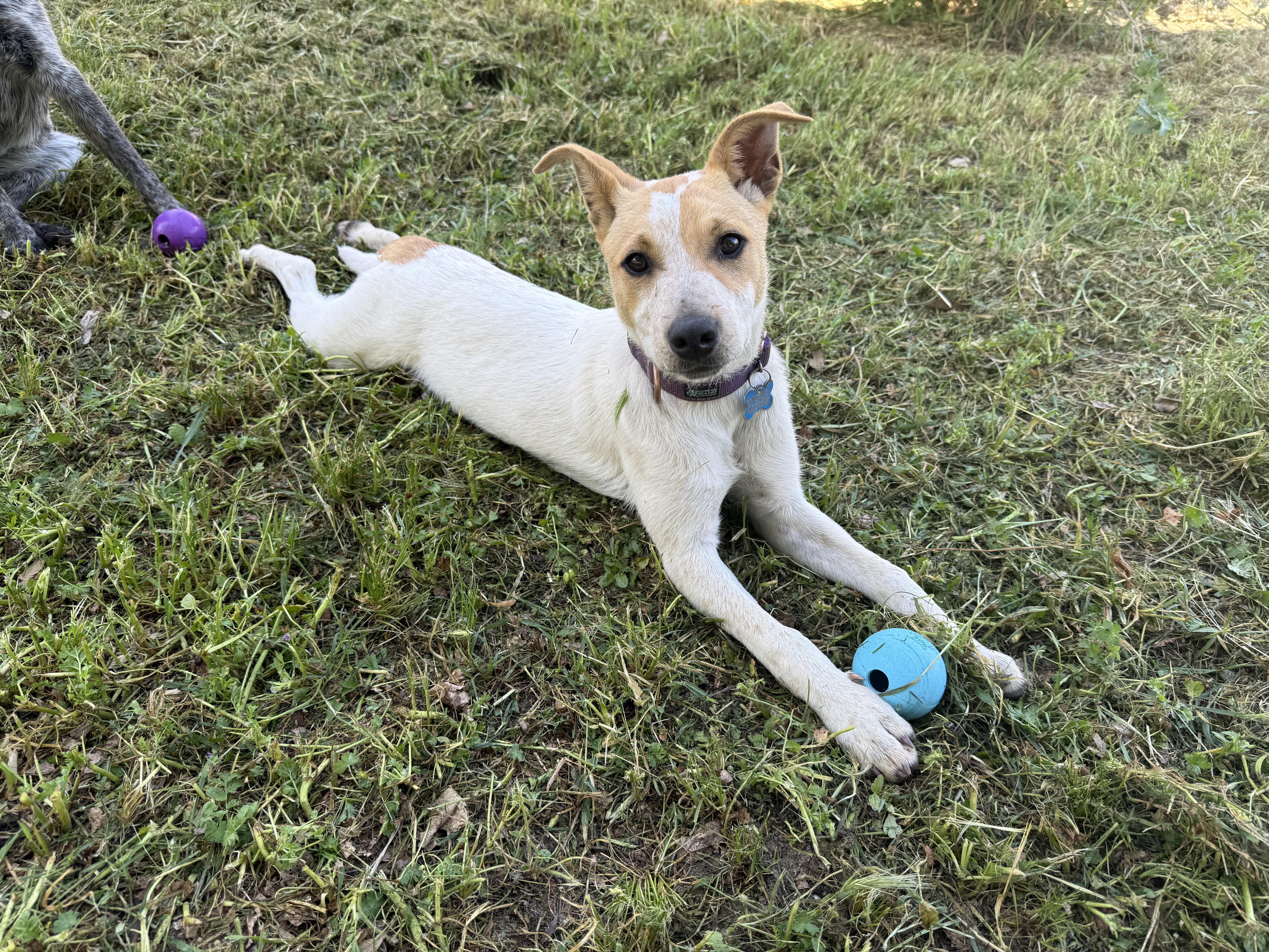 Enlarge Riley, a ADOPTABLE mixed breed in Lincoln, CA image 6/6