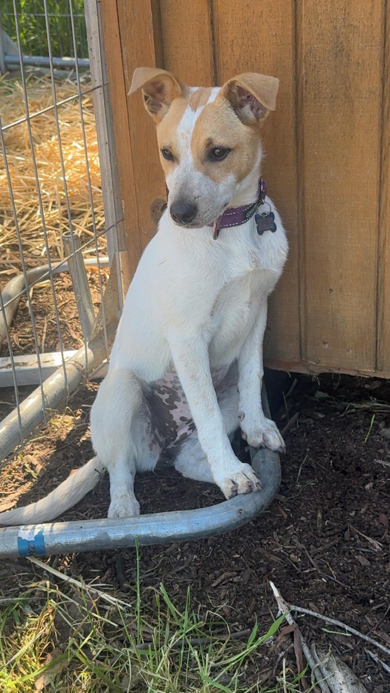 Enlarge Riley, a ADOPTABLE mixed breed in Lincoln, CA image 4/6