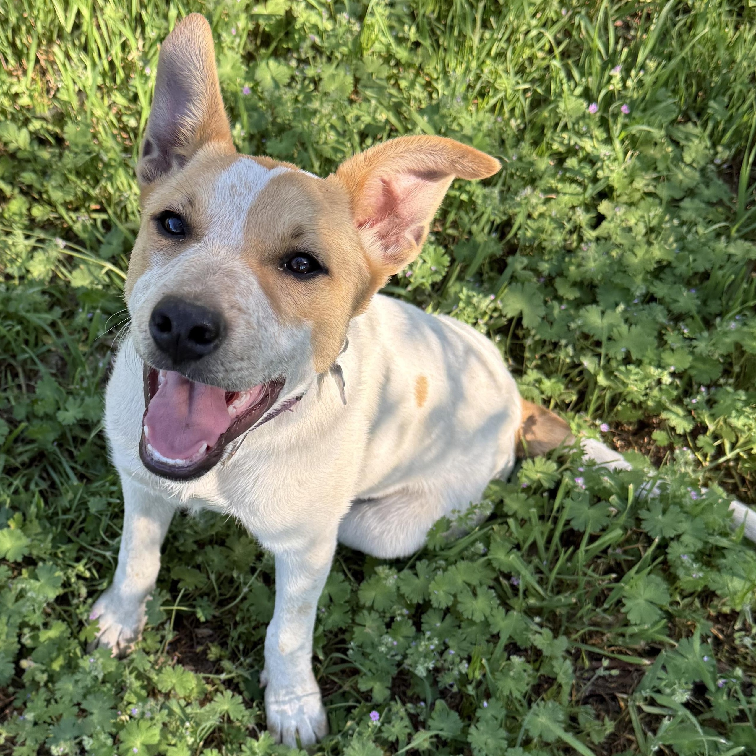 Riley, ADOPTABLE, Puppy Female Border Collie & Terrier.