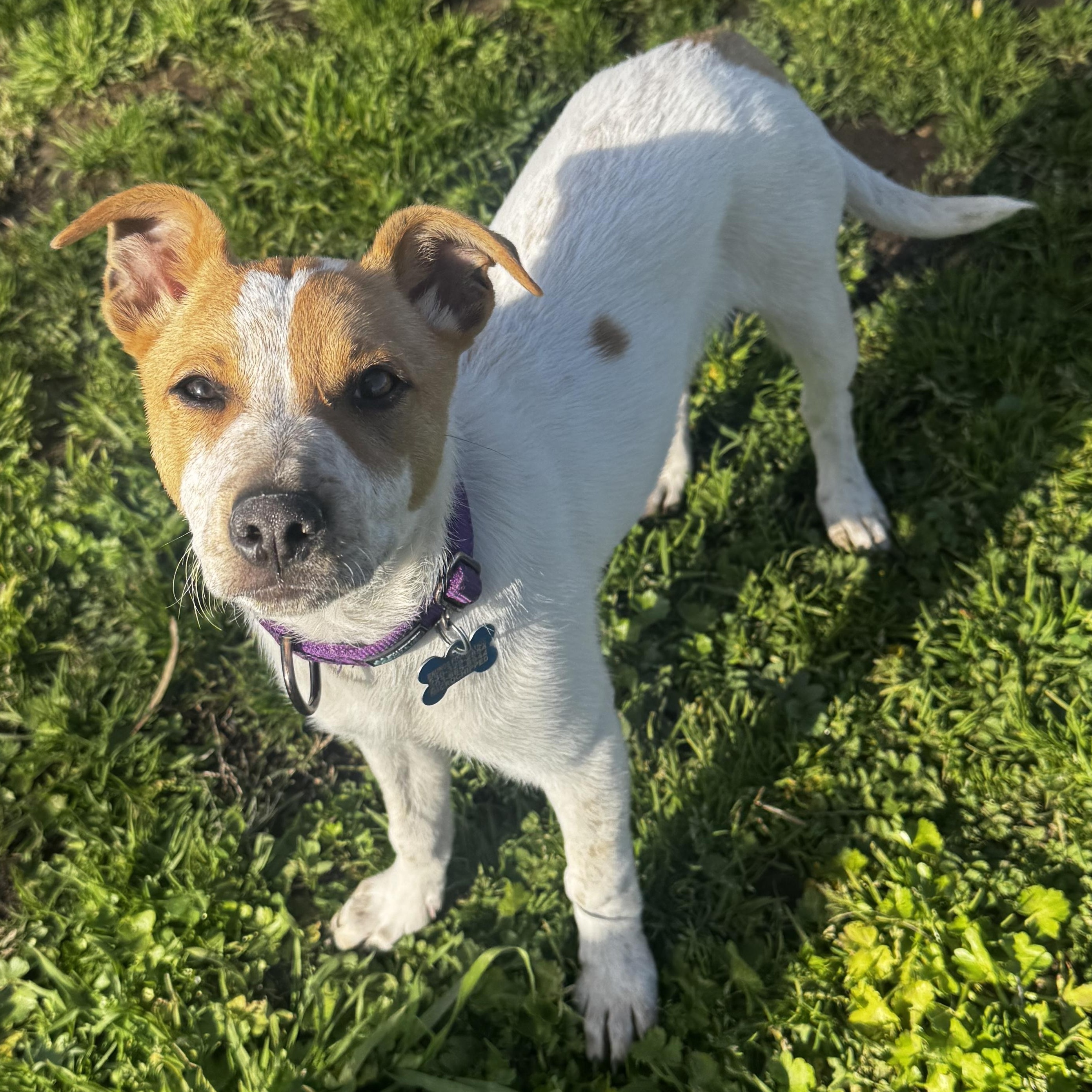 Enlarge Riley, a ADOPTABLE mixed breed in Lincoln, CA image 1/5