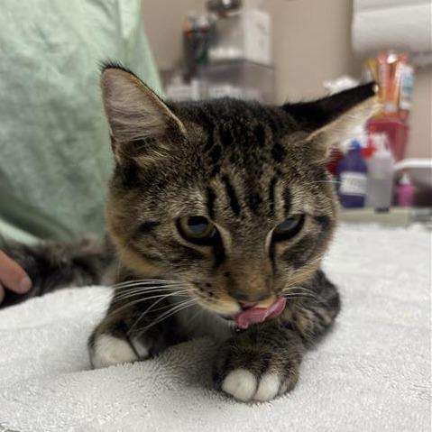 Morticia, Adoptable, Young Female Domestic Medium Hair.