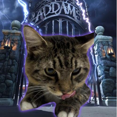 Enlarge Morticia, a Adoptable Domestic Medium Hair in Tempe, AZ image 2/2