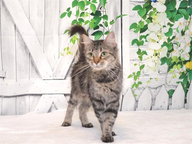 GOLDIE, Adoptable, Adult Female Domestic Long Hair & Domestic Short Hair.