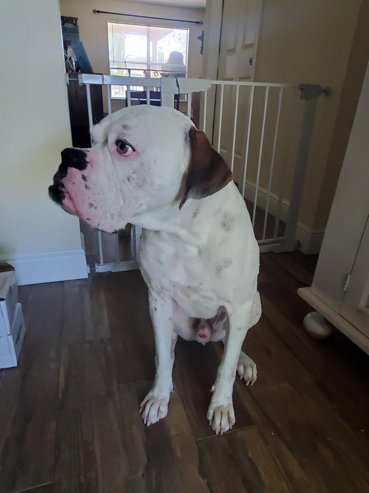 HEWITT, Adoptable, Adult Male Boxer.