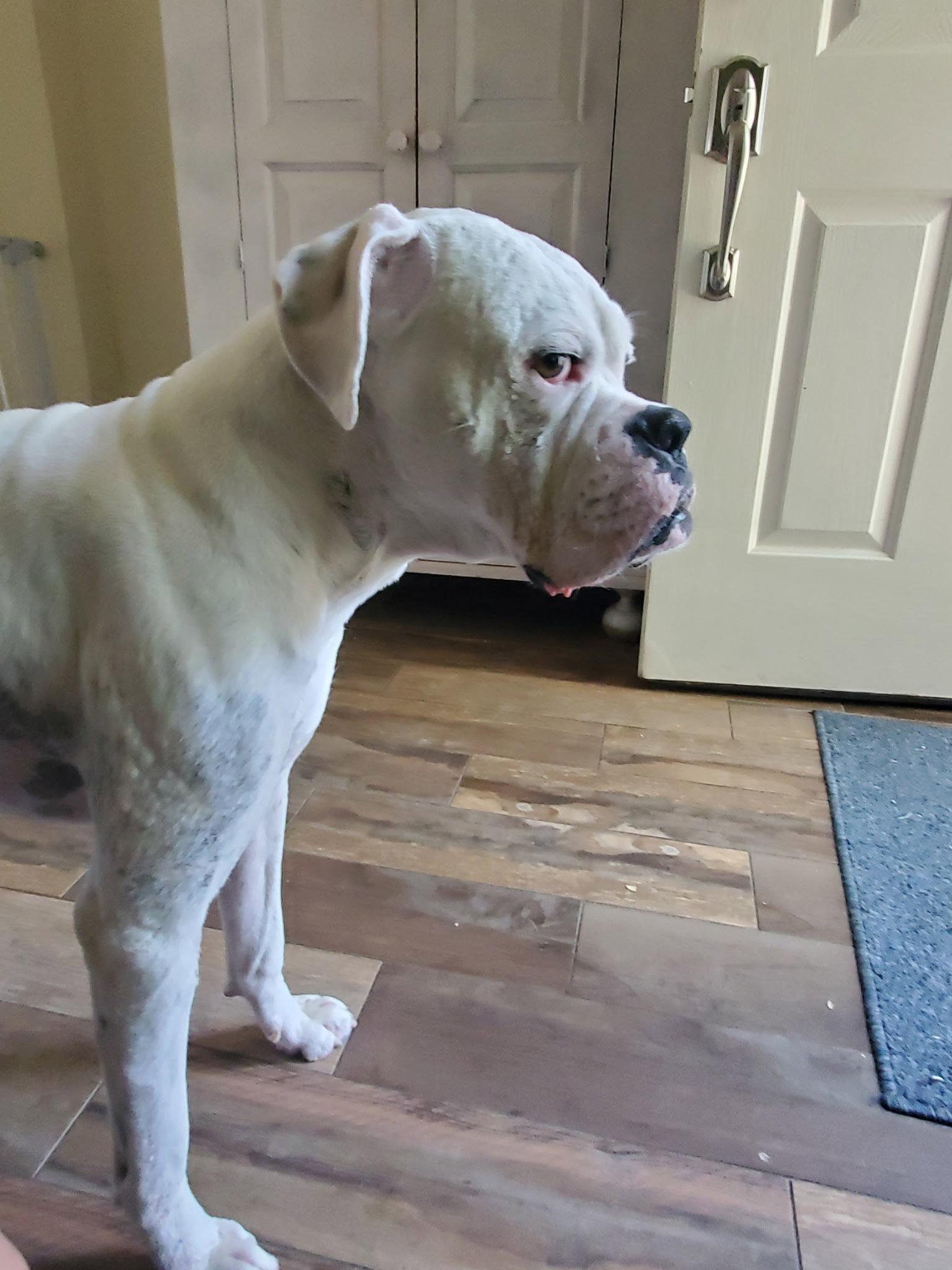 Enlarge HEWITT, a Adoptable Boxer in Katy, TX image 2/3