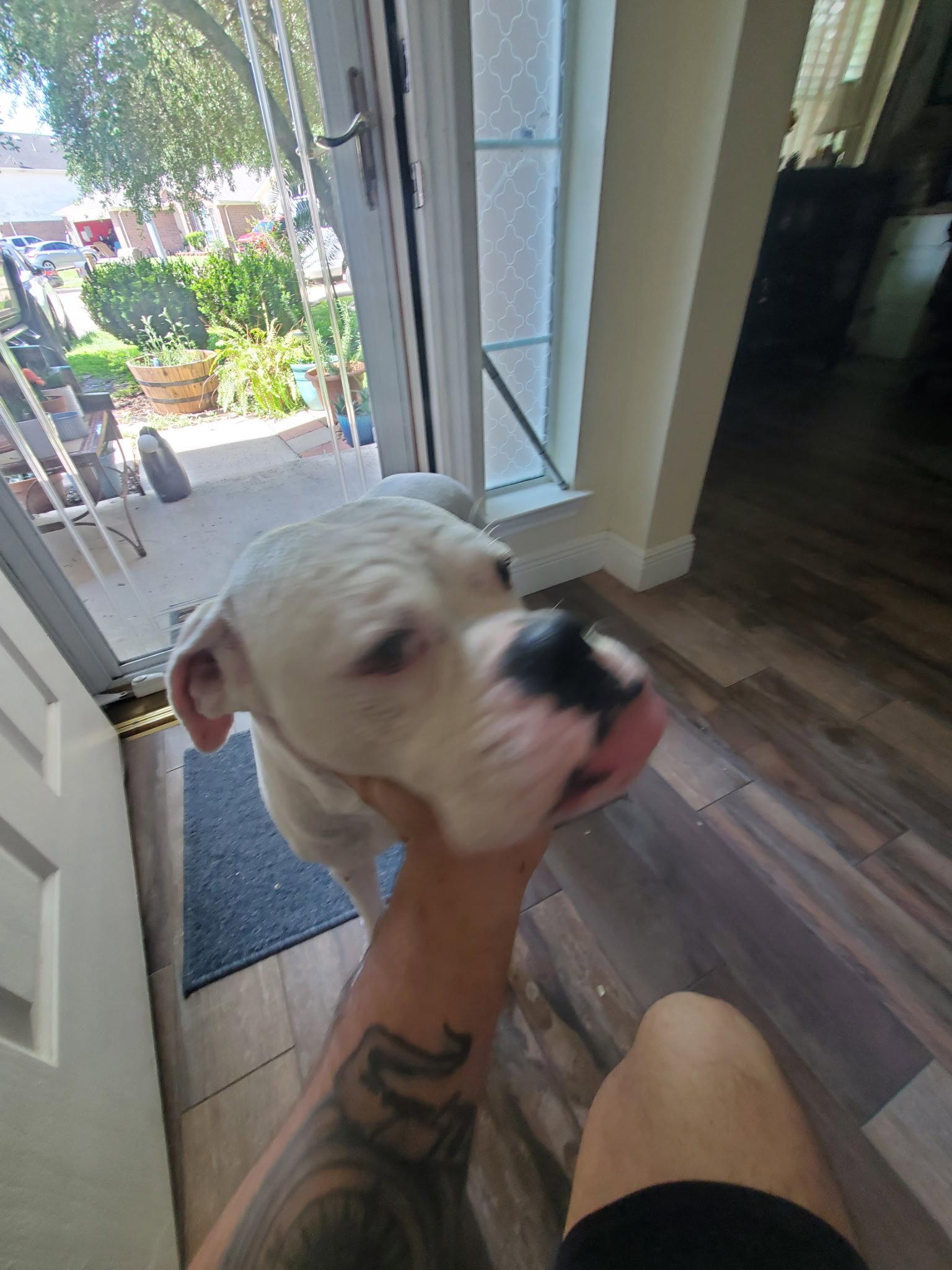 Enlarge HEWITT, a Adoptable Boxer in Katy, TX image 3/3