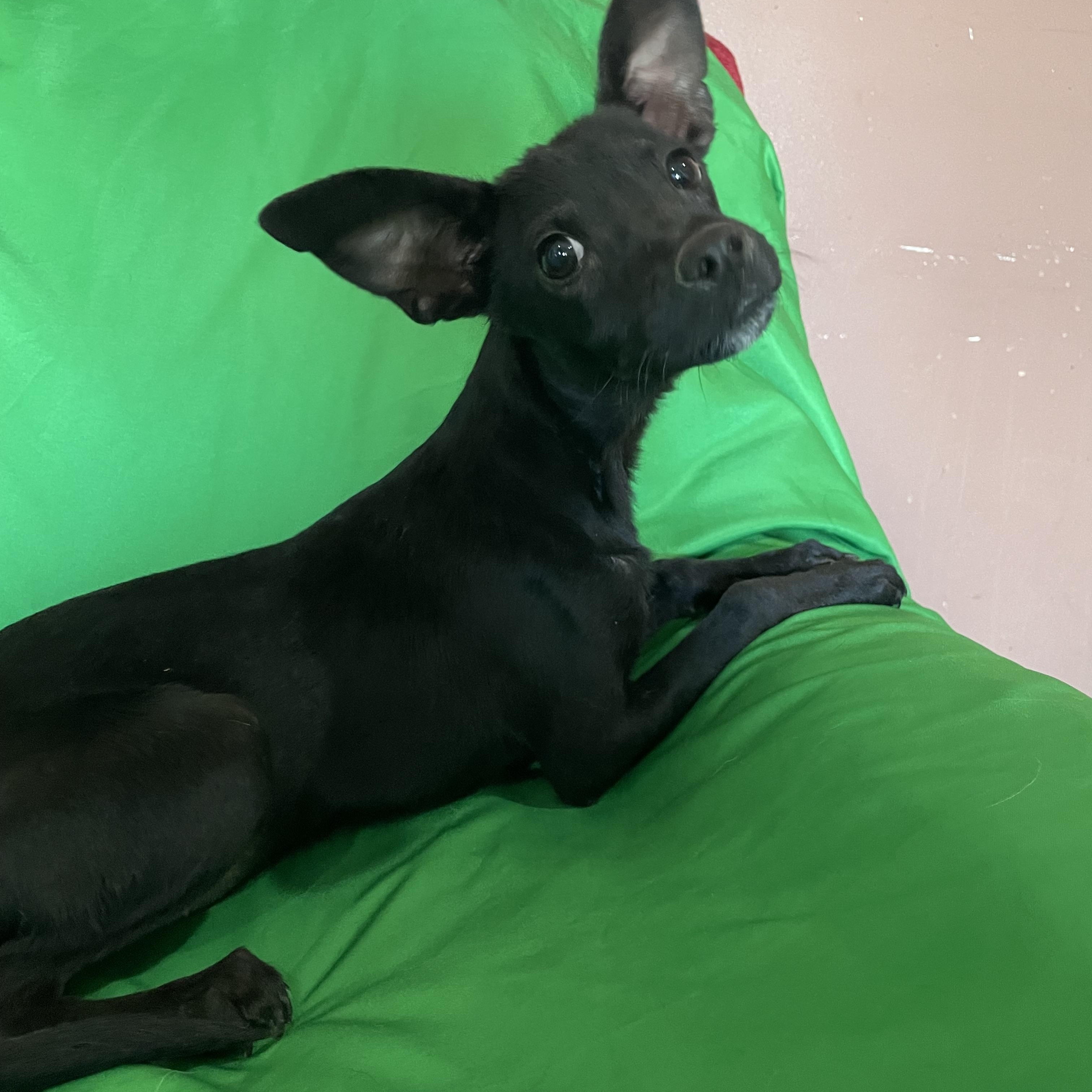 Enlarge Tootsie, a Adoptable mixed breed in Phoenix, AZ image 4/4