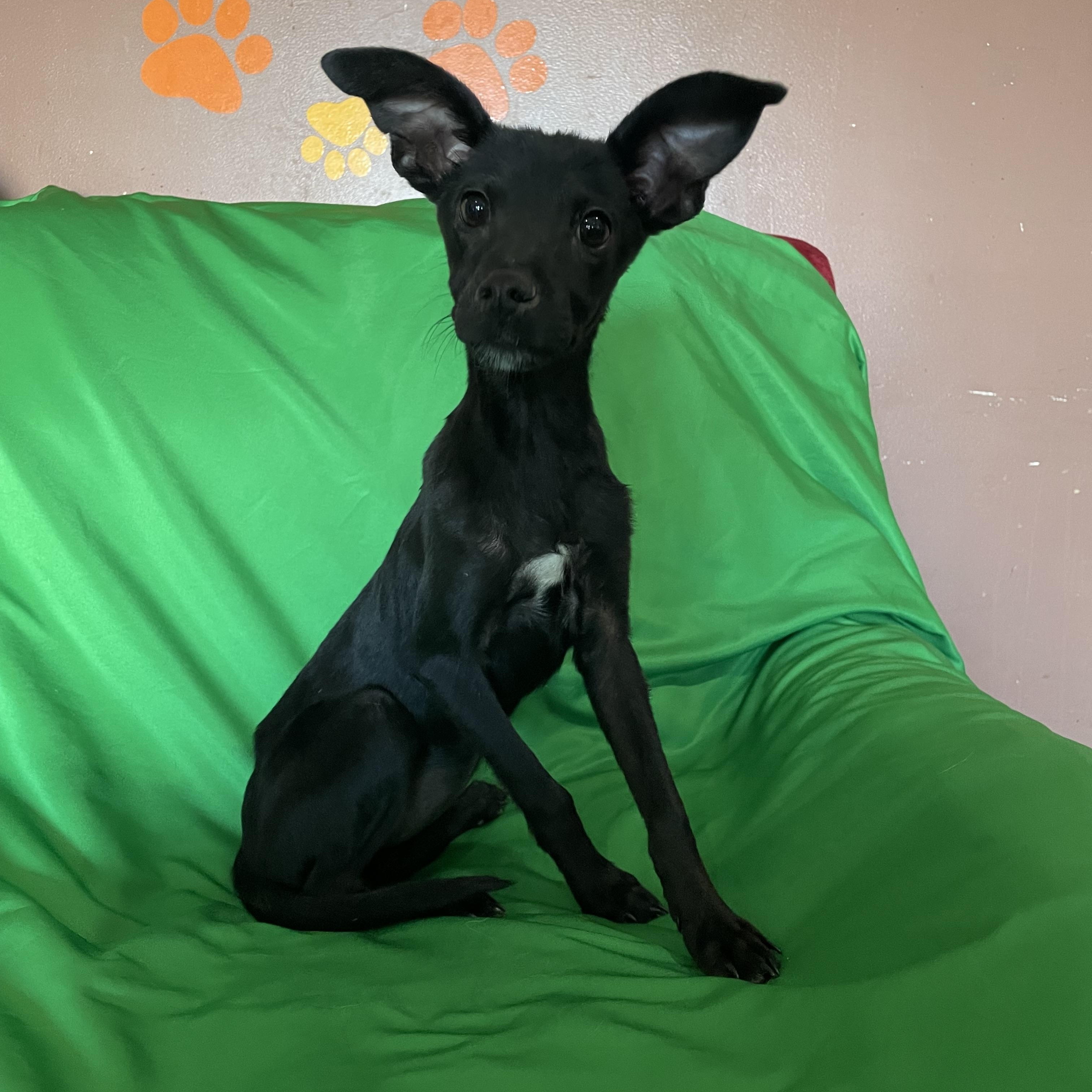 Tootsie, Adoptable, Young Female German Pinscher & Chiweenie.