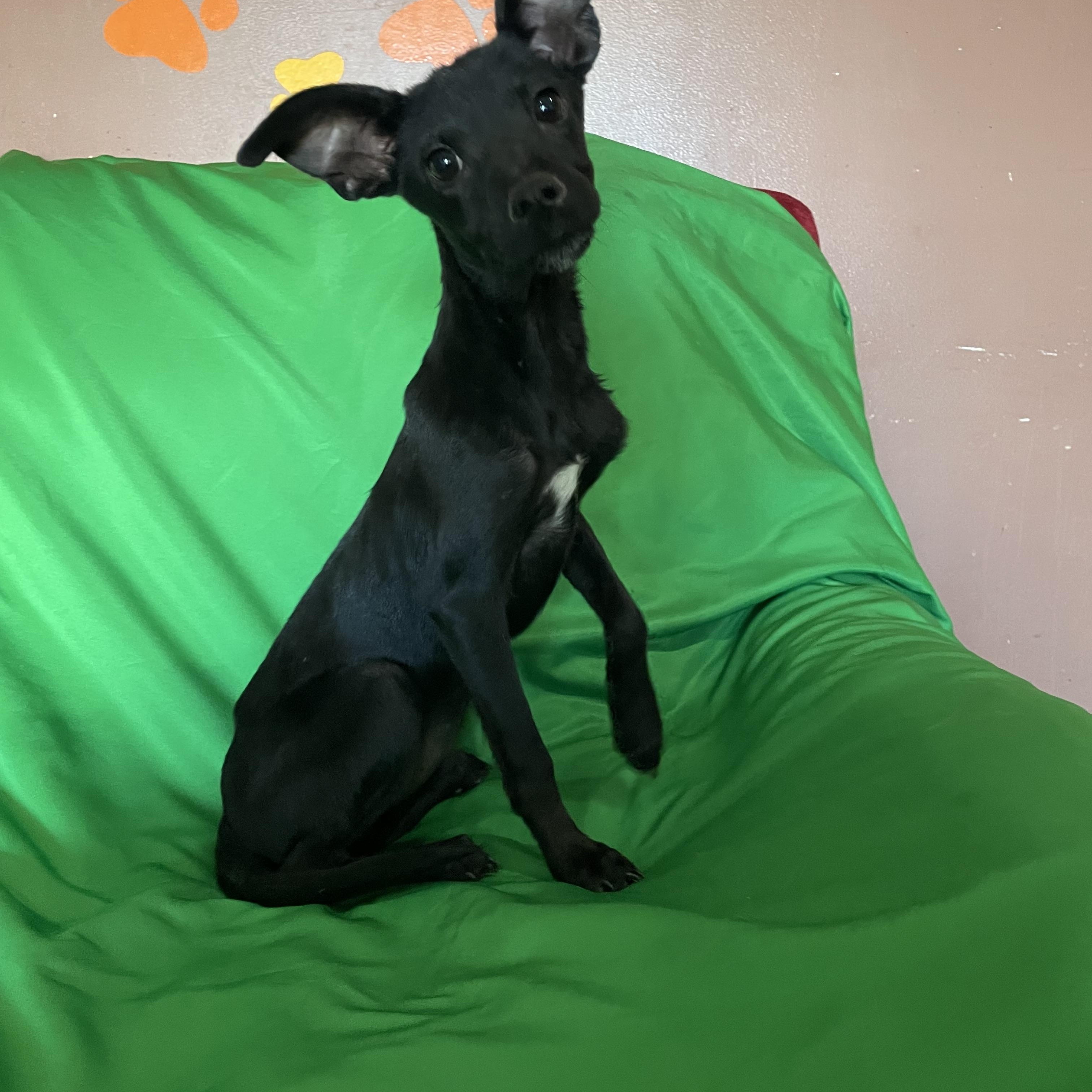 Enlarge Tootsie, a Adoptable mixed breed in Phoenix, AZ image 3/4