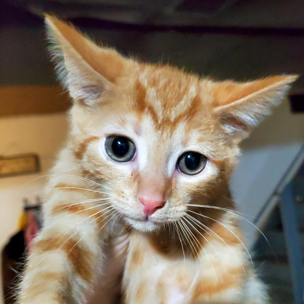 Summer, Adoptable, Kitten Male Domestic Short Hair.