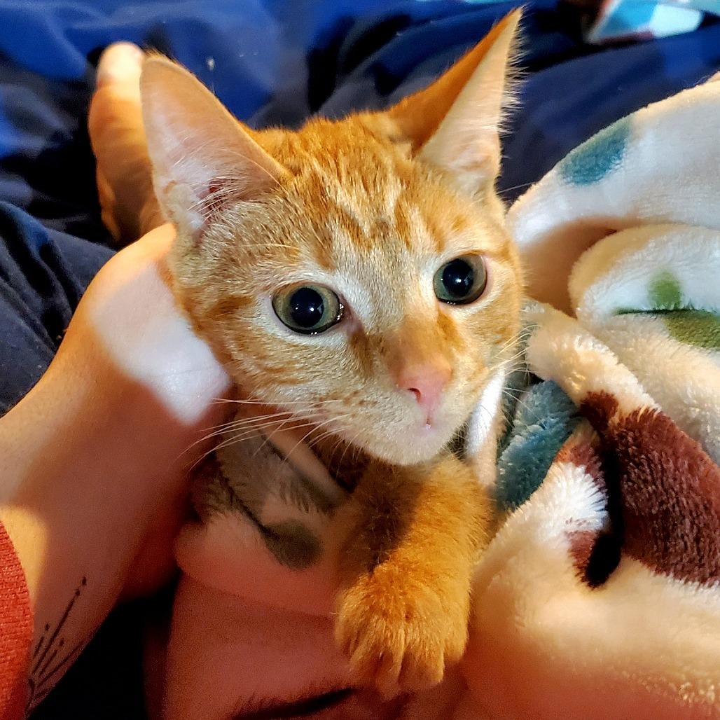 Enlarge Summer, a Adoptable Domestic Short Hair in PITTSBURGH, PA image 2/2