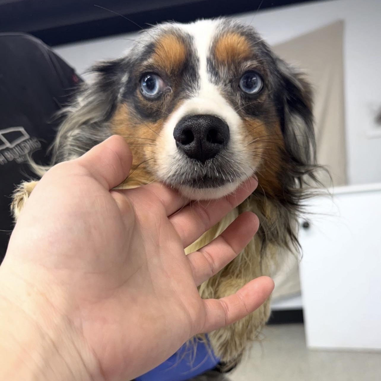 Cruz, ADOPTABLE, Young Male Australian Shepherd.