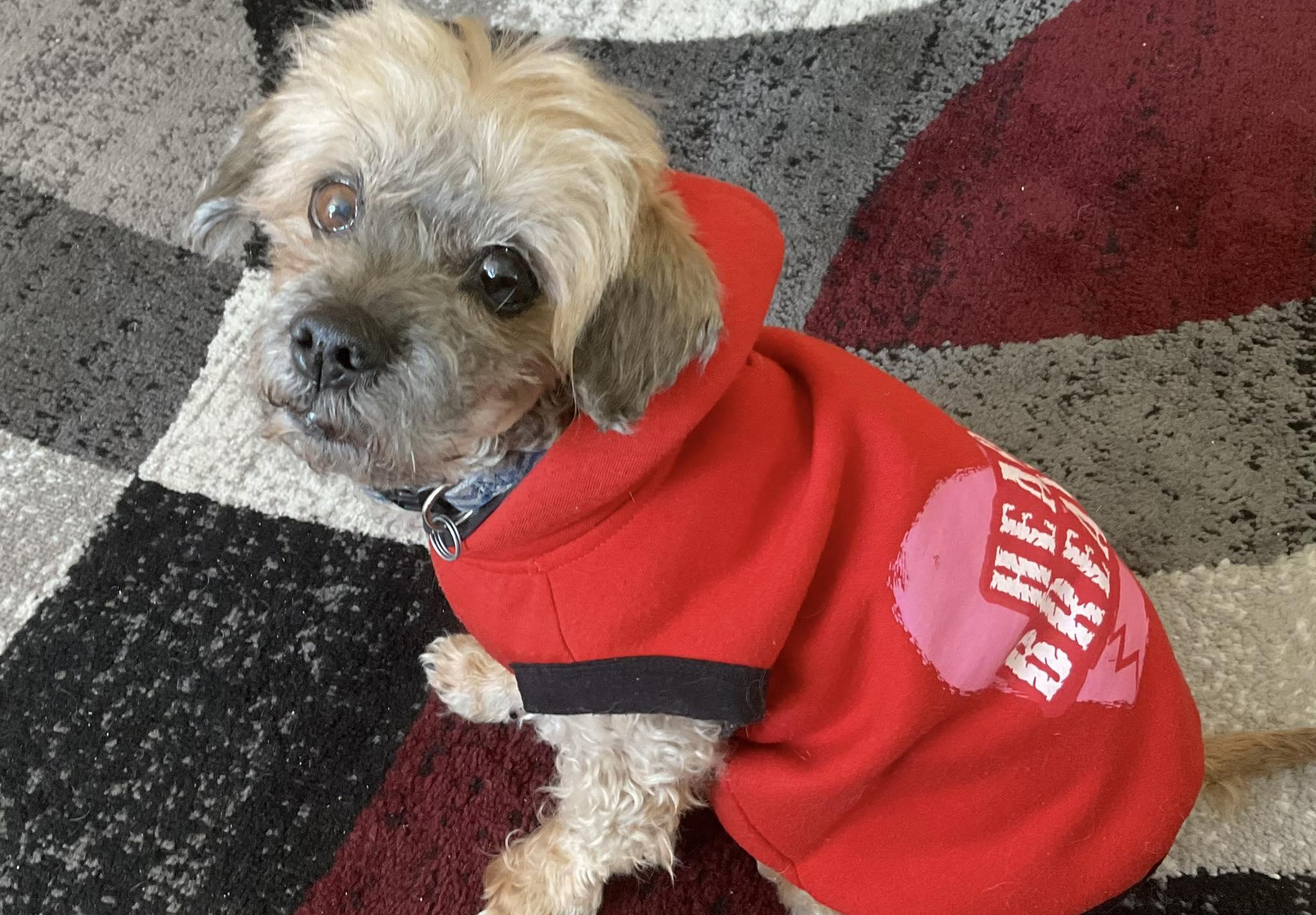 Mazzie, ADOPTABLE, Senior Male Yorkshire Terrier & Miniature Schnauzer.