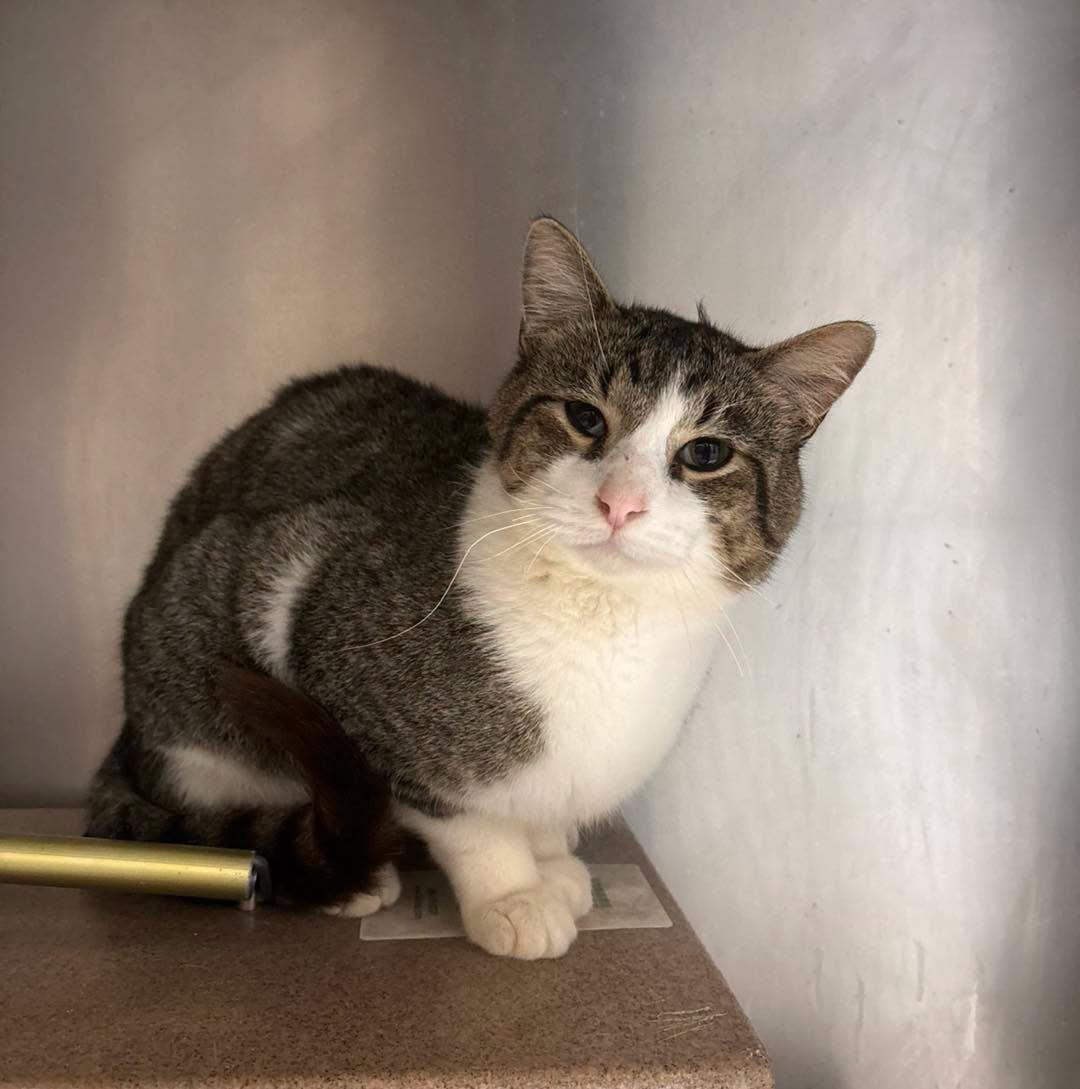 Enlarge Arthur, an adopted Domestic Short Hair in Stillwater, OK image 1/1