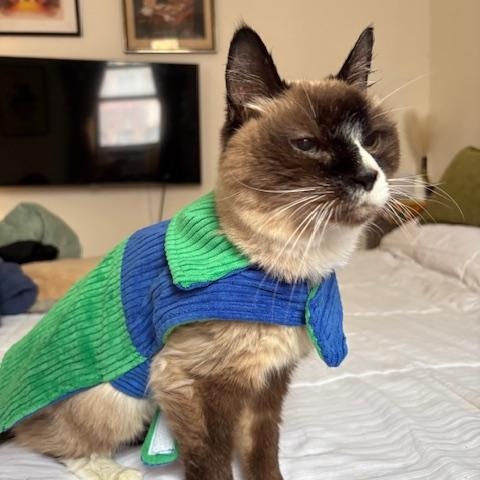 Lala, ADOPTABLE, Senior Female Siamese.