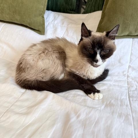 Enlarge Lala, a ADOPTABLE Siamese in New York, NY image 2/6