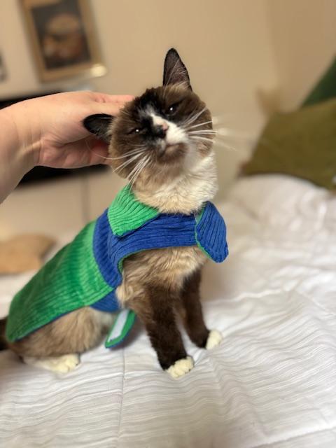 Enlarge Lala, a ADOPTABLE Siamese in New York, NY image 4/6