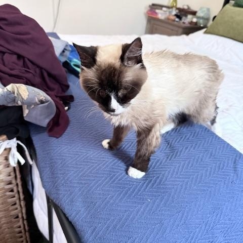 Enlarge Lala, a ADOPTABLE Siamese in New York, NY image 3/6