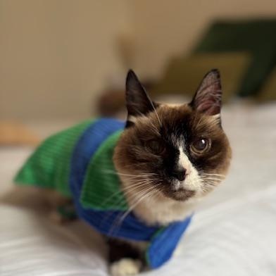 Enlarge Lala, a ADOPTABLE Siamese in New York, NY image 6/6