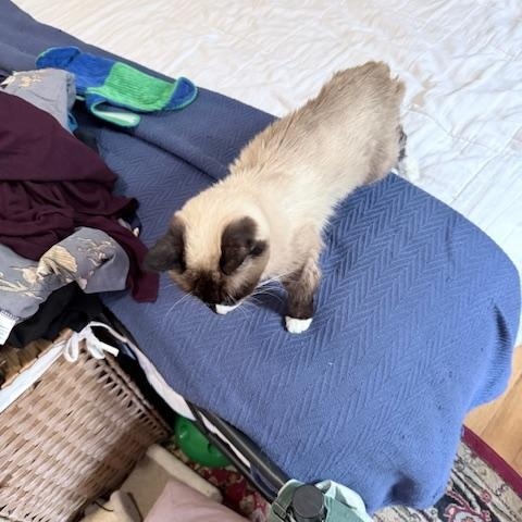 Enlarge Lala, a ADOPTABLE Siamese in New York, NY image 5/6