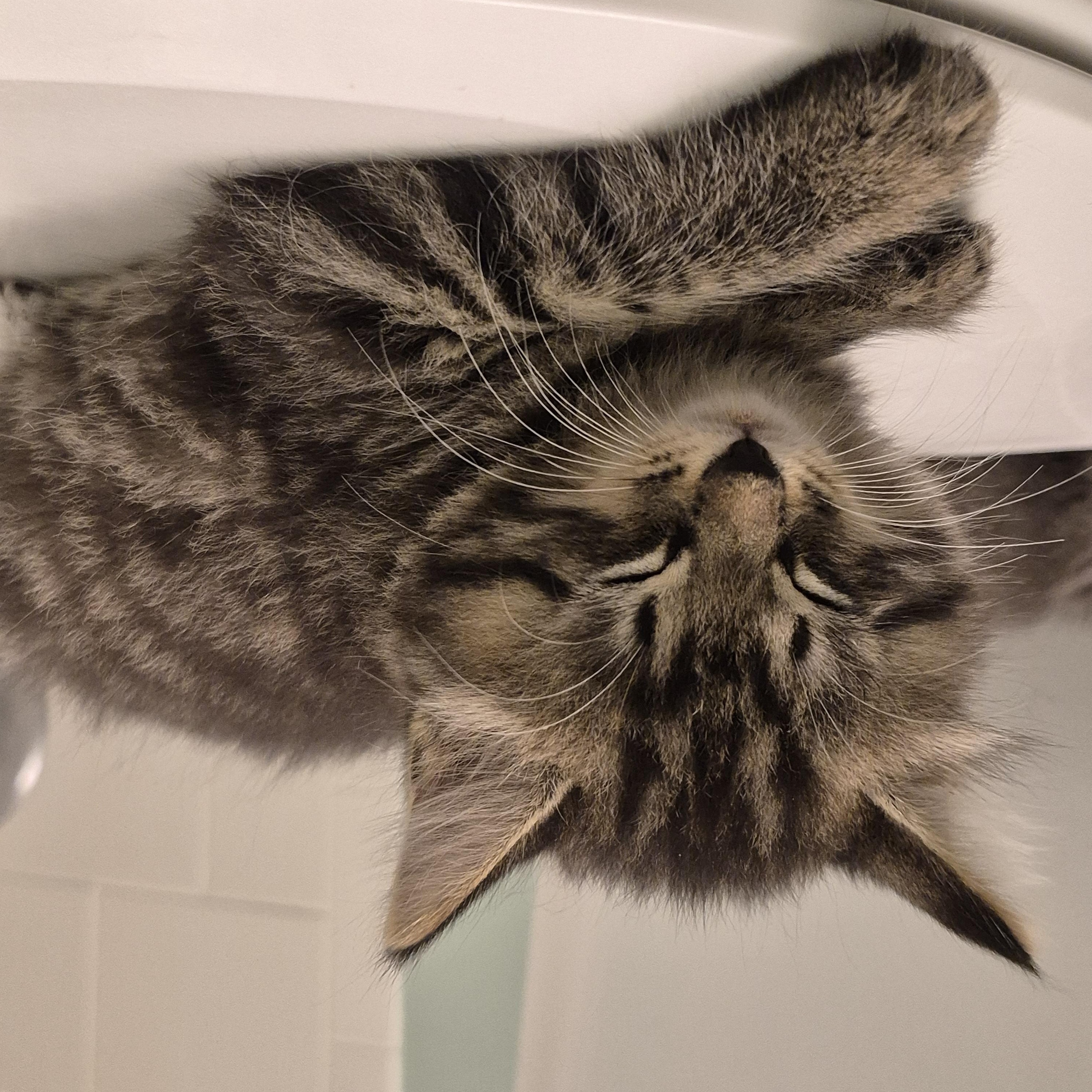 Focaccia, a ADOPTABLE Domestic Long Hair in Saint Pete Beach, FL image 2/4