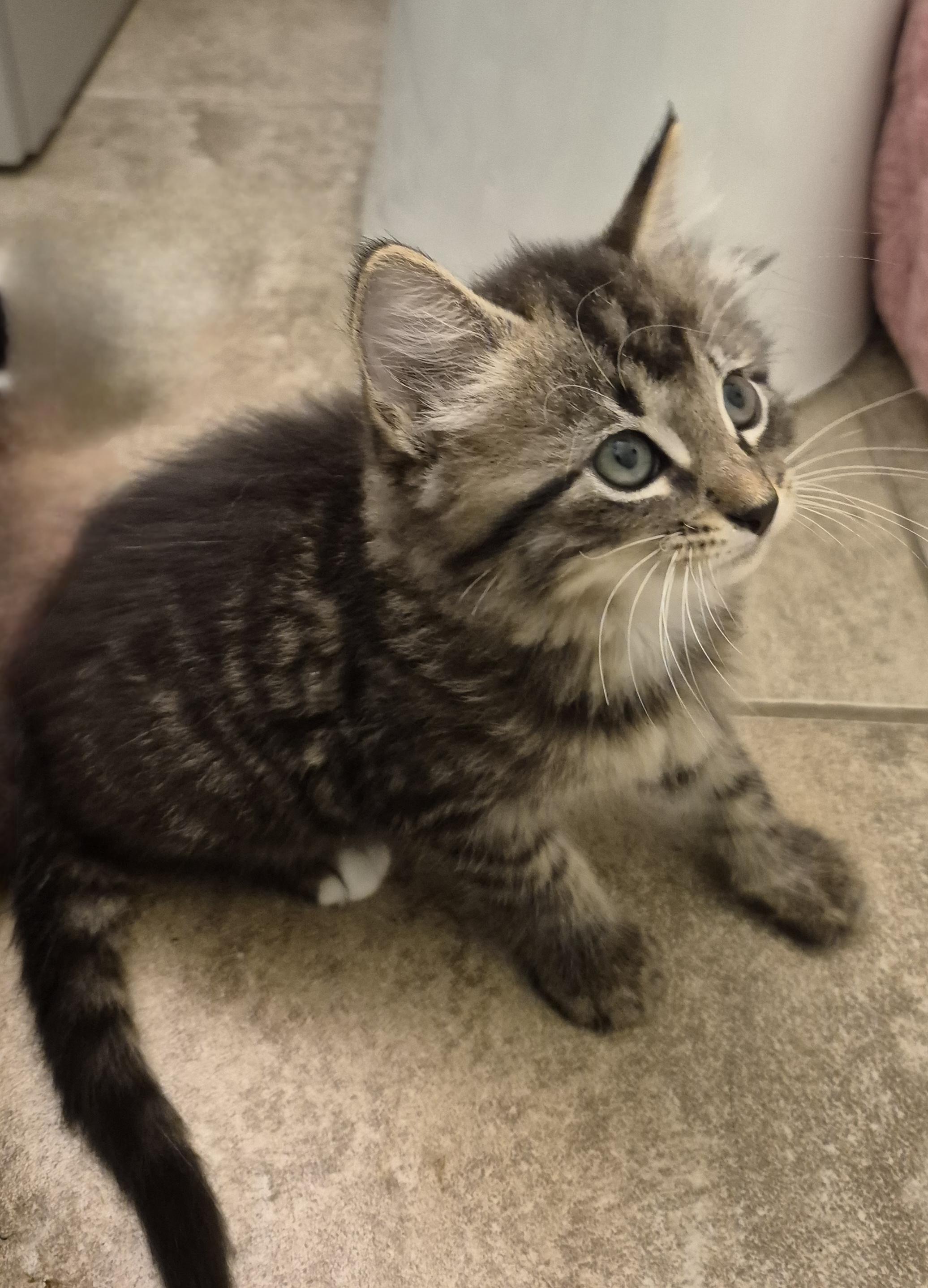 Focaccia, ADOPTABLE, Kitten Male Domestic Long Hair.