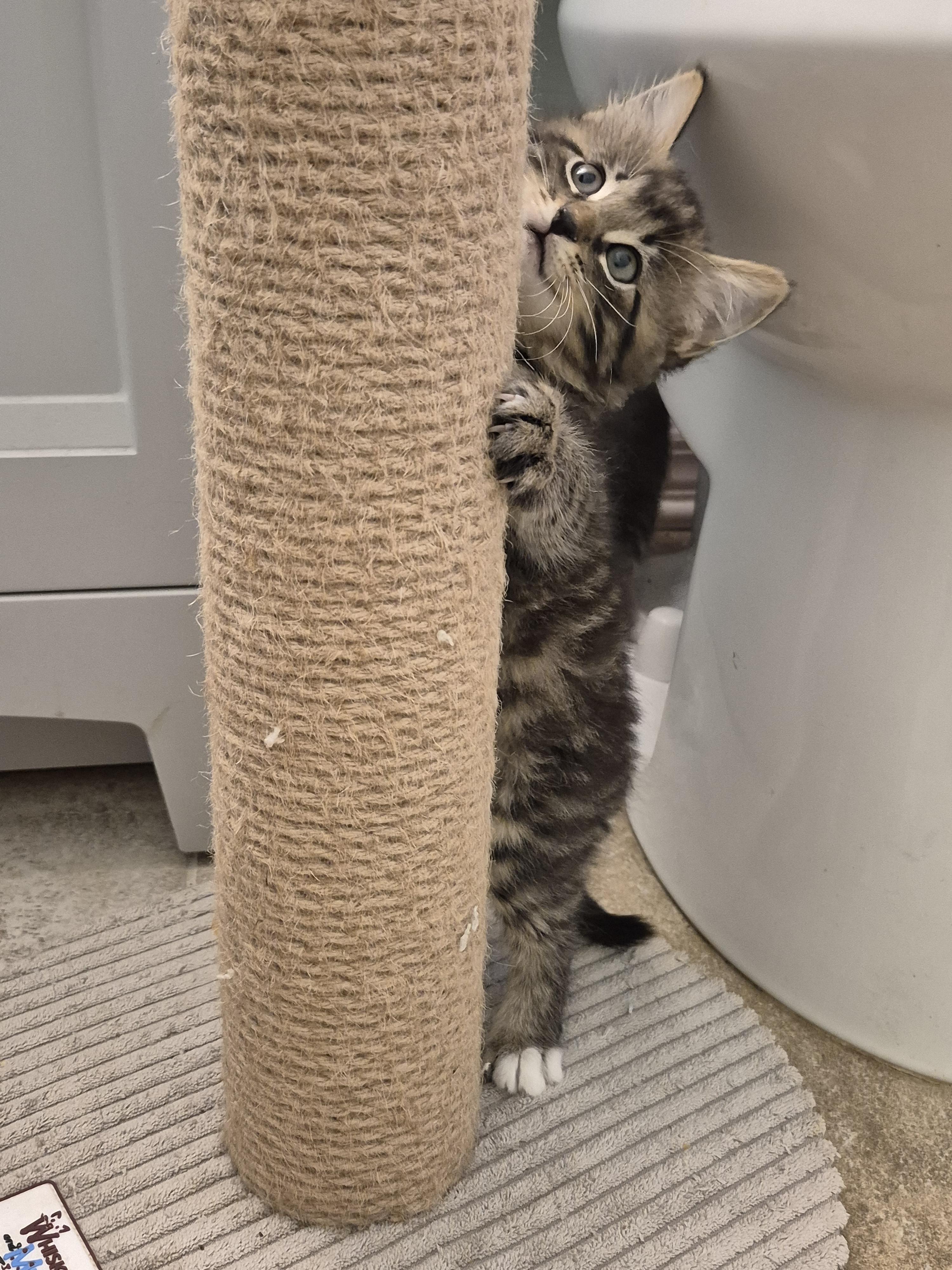 Focaccia, a ADOPTABLE Domestic Long Hair in Saint Pete Beach, FL image 4/4