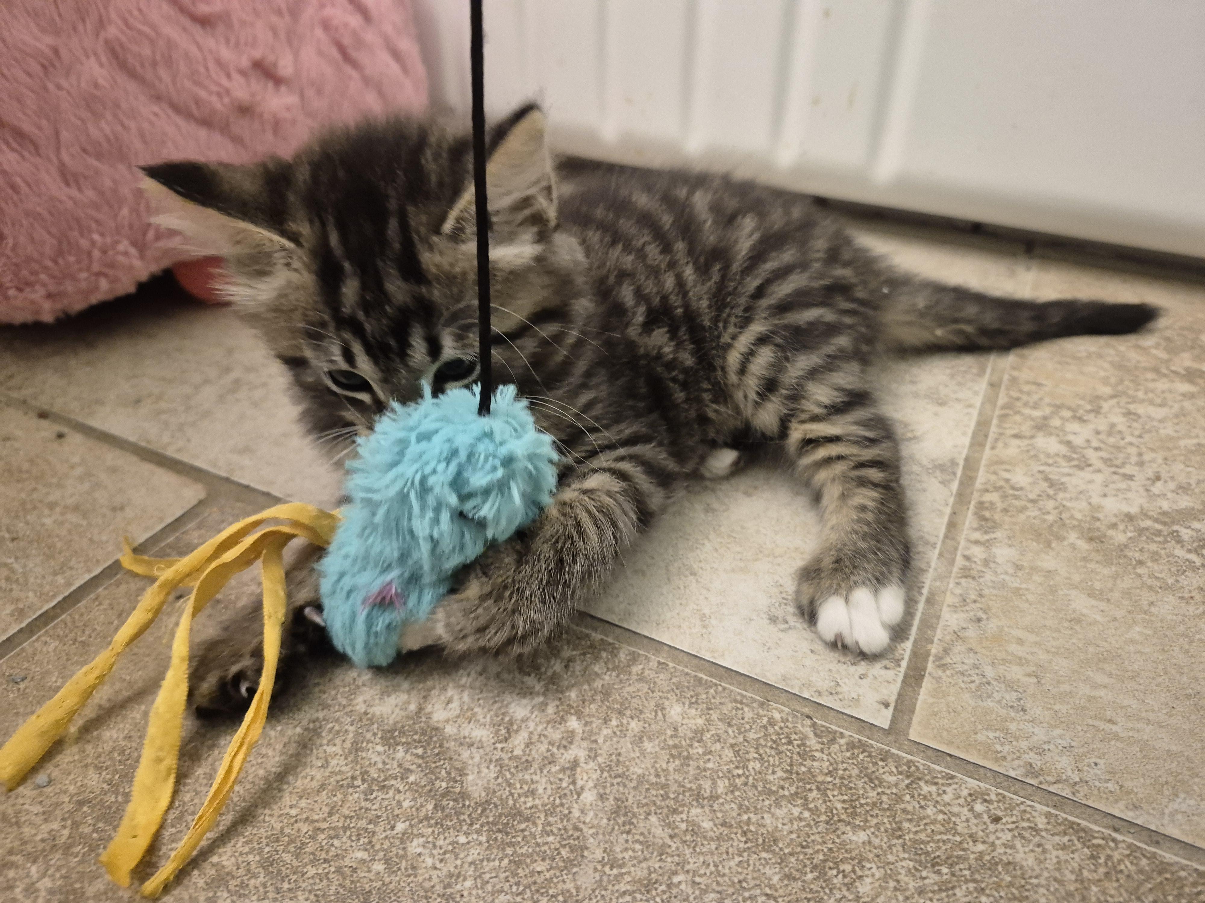 Focaccia, a ADOPTABLE Domestic Long Hair in Saint Pete Beach, FL image 3/4