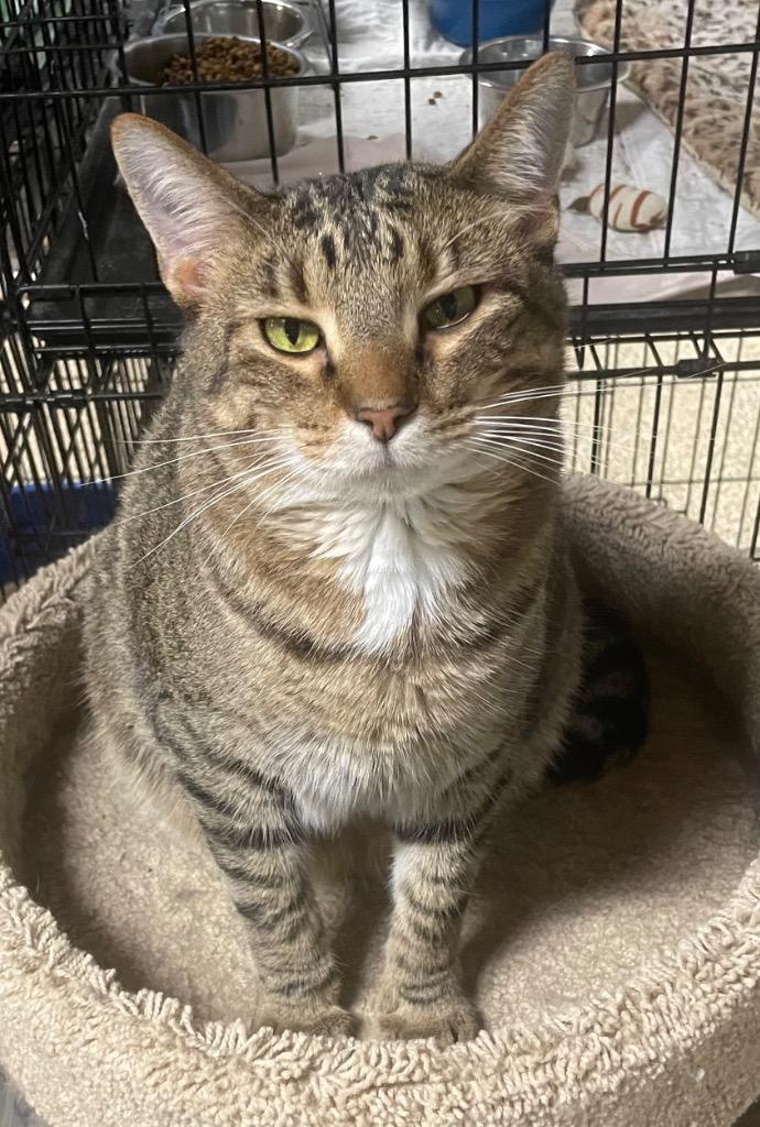 Atlas bonded with Linus, Adoptable, Adult Male Domestic Short Hair.