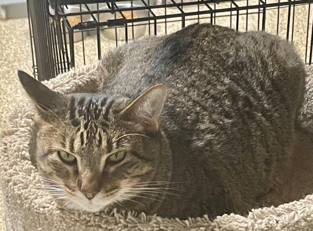 Enlarge Atlas bonded with Linus, a Adoptable mixed breed in Ballwin, MO image 2/2