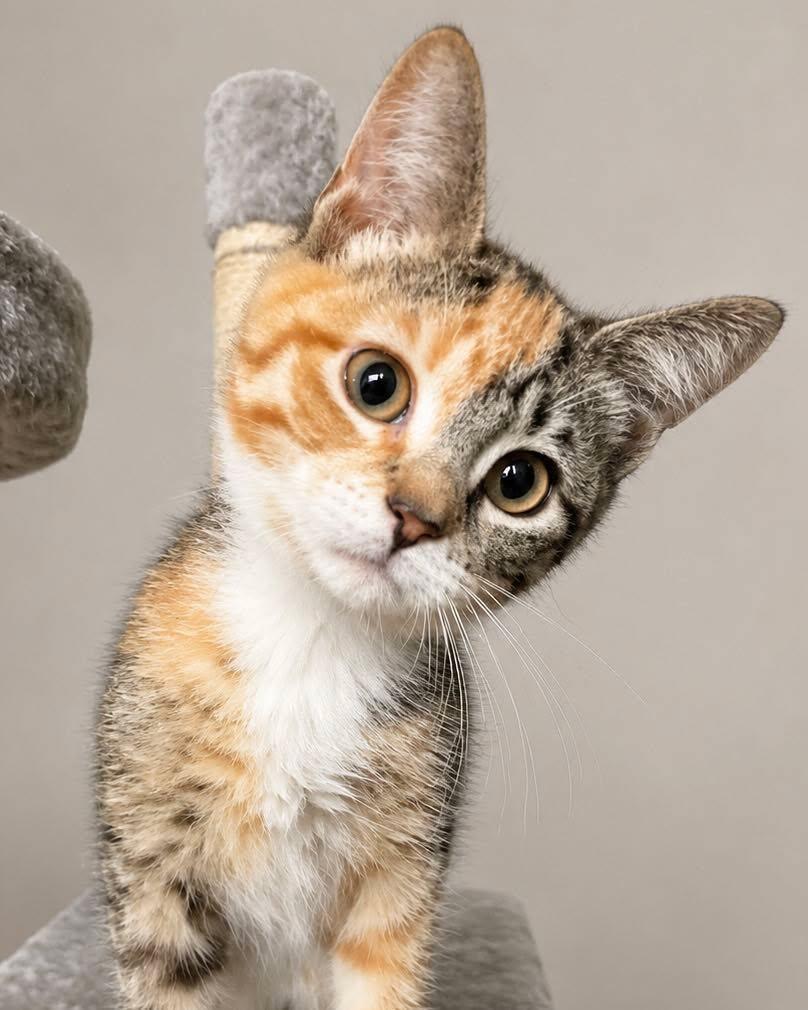 Enlarge Fig, an adopted Domestic Short Hair in Sioux Falls, SD image 2/2