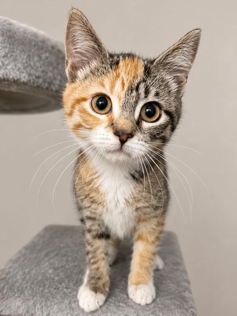 Enlarge Fig, an adopted Domestic Short Hair in Sioux Falls, SD image 1/2