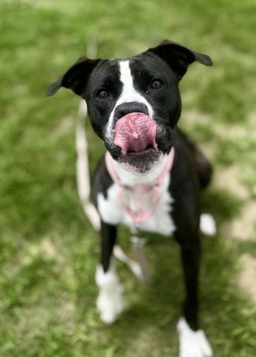 Enlarge Everest, a ADOPTABLE mixed breed in Jackson, MI image 3/6