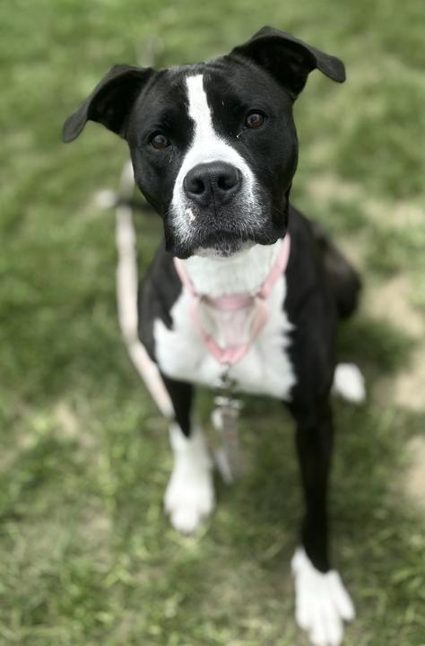 Enlarge Everest, a ADOPTABLE mixed breed in Jackson, MI image 2/6