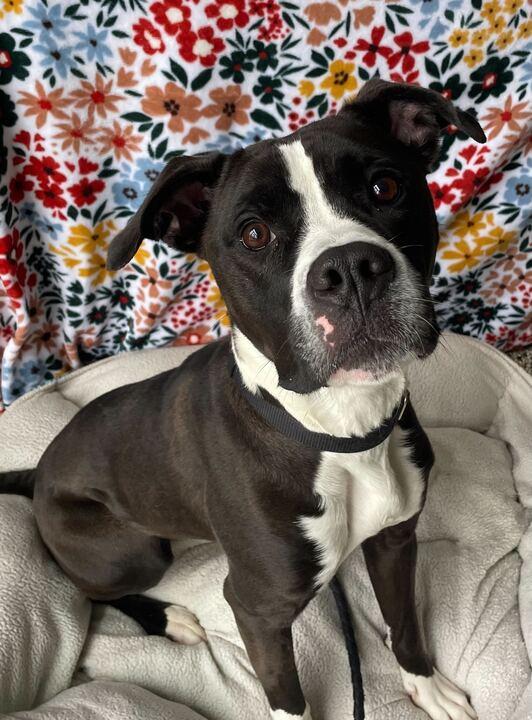 Enlarge Everest, a ADOPTABLE mixed breed in Jackson, MI image 6/6